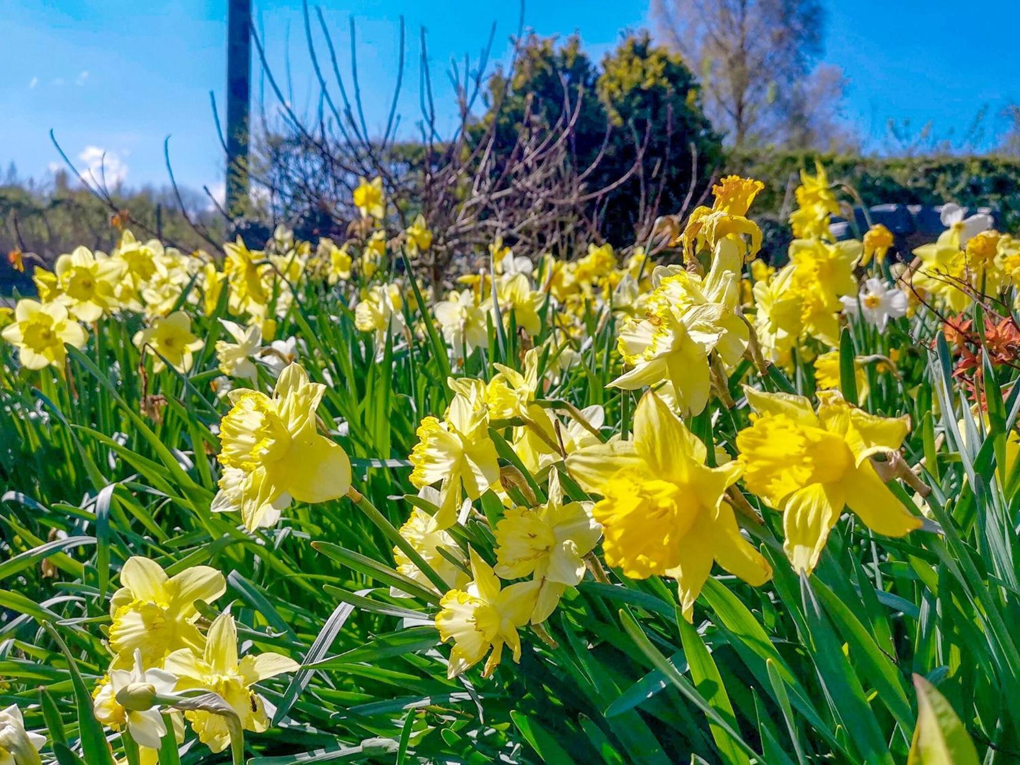 Daffodils Villa Coanwood Kültér fotó